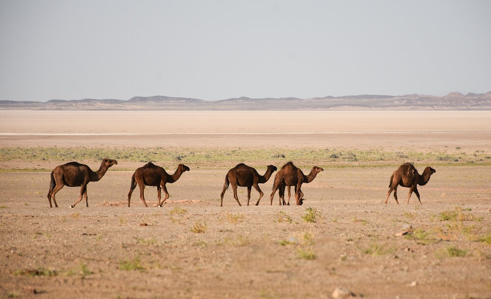Пустыня в Иране: пустыня Абузейдабад