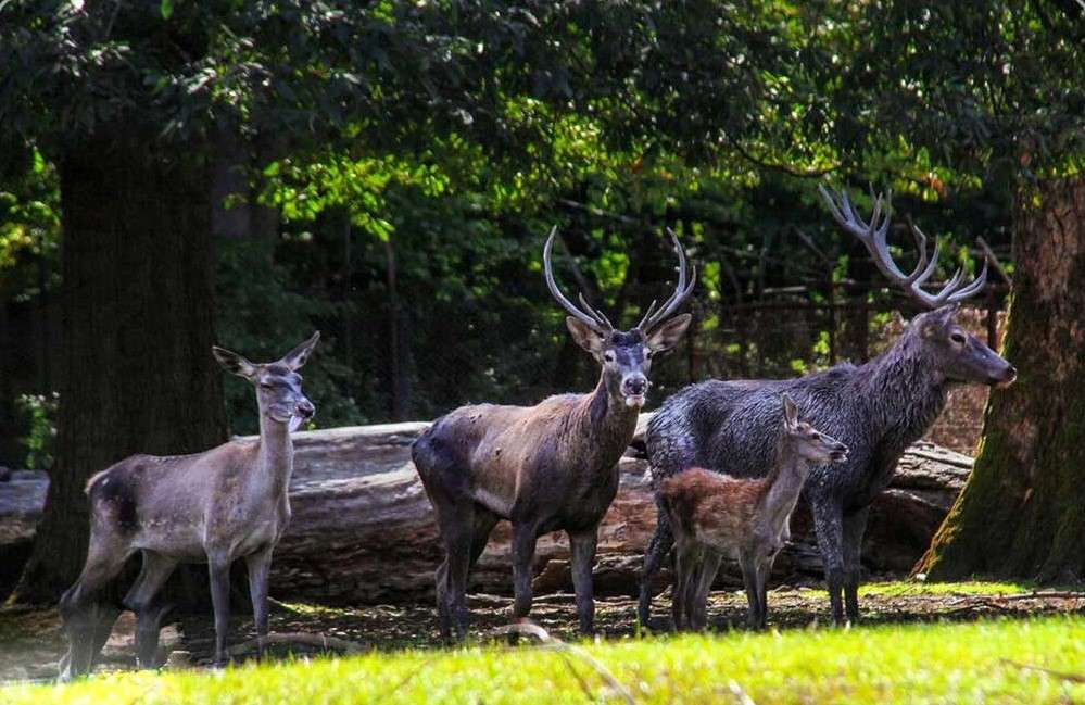 Провинция Голестан: Национальный парк Голестан