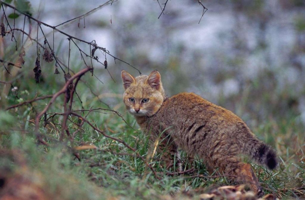 Камышовый кот
