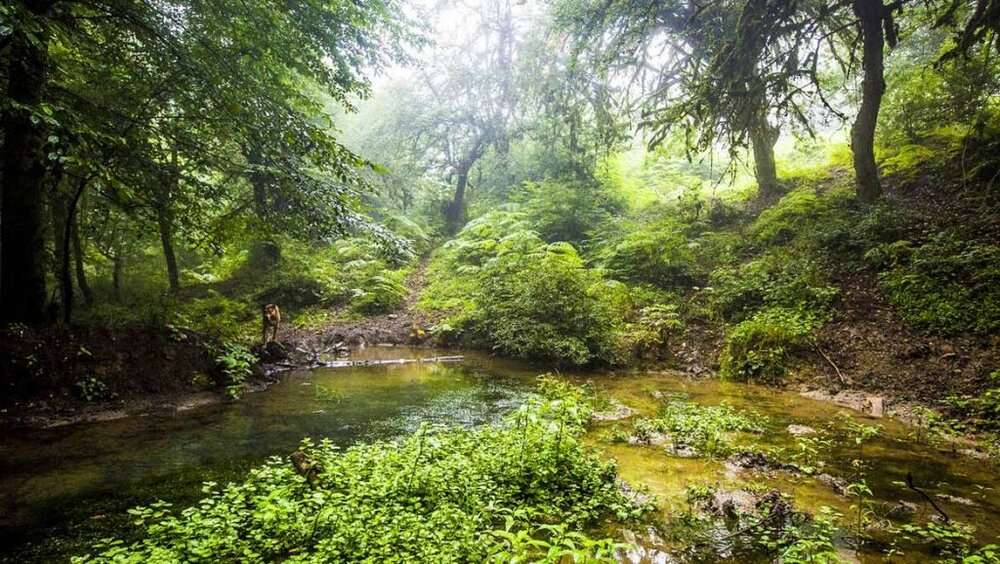 Провинция Голестан: Гирканский лес